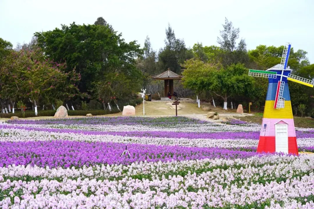 廈門賞花季節攻略｜2027全年花期表+20個必去打卡點，幾月去最美一次看懂