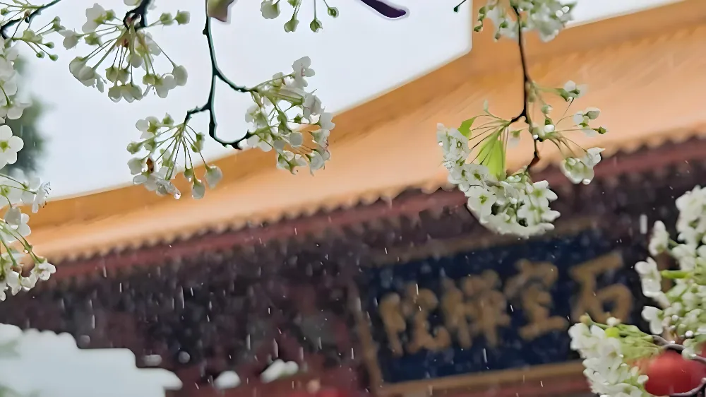 石室禪院|梨花如雪,禪意與花景交融 石室禪院|梨花如雪,禪意與花景交融